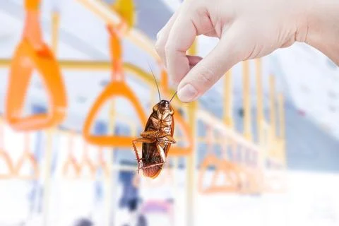 Hand holding cockroach with inside Public bus background, eliminate cockroa.. Stock Photos