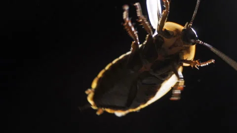 Hand holding cockroach isolated on dark background Video stock 105698943