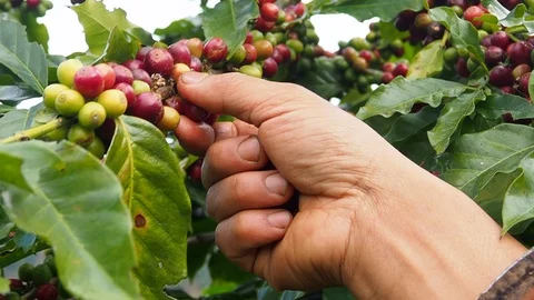 Hand holding Coffee beans, The tree Arabica coffee  its result of it is called c Stock Footage 99433208