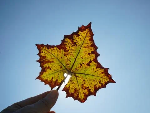 A hand holding a colorful autumn leaf held up to sun Stock Photos