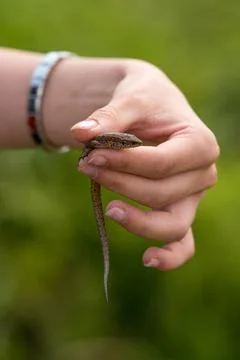 A hand holding a common lizard Foto stock