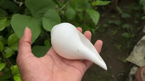 Hand Holding Conch Shell Close Up Blur Background Stock Footage 316021000