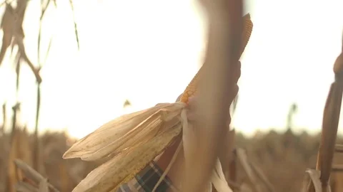 Hand Holding Corn in Field During Sunset Stock Footage 81563497