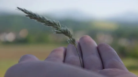 Hand holding corn Stockbeeldmateriaal 76530619