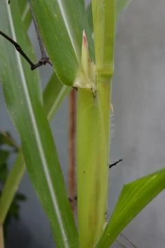 Hand holding corn leaf base on growing plant Stock Photos