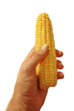 Hand holding corn Stock Photos