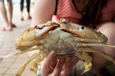Hand holding crab Stock Photos