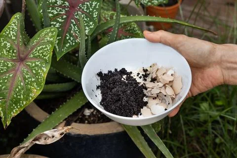 Hand holding crushed egg shell and spent coffee grounds in bowl. Natural organic Stock Photos