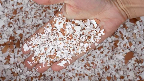 Hand Holding Crushed Eggshells for Garden Fertilizer Stock Footage 313182272