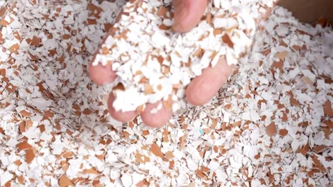 Hand Holding Crushed Eggshells for Garden Fertilizer Stock Footage 313182277