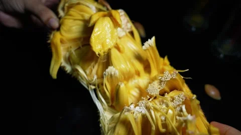 Hand holding a cut open jackfruit with bright yellow flesh on a dark backgr.. Vídeo Stock 339022485