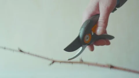 Hand holding Cutting pliers of tree on isolated hd Видео 106934256