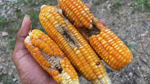 Hand Holding Damaged Maize Explaining Insect Infestation and Kernel Loss Видео 317390200