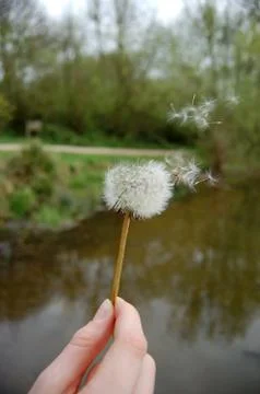 Hand holding a dandelion clock Foto stock