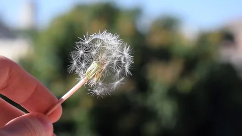 Hand holding a dandelion, closeup Stock Footage 76970571