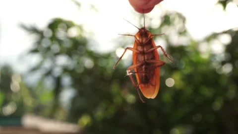 Hand holding dead cockroach with blurry background Stock Footage 210852167