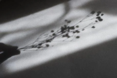 Hand holding Delicate Sprig Cast of gypsophila  in Soft Shadow: Black And White  Stock Photos