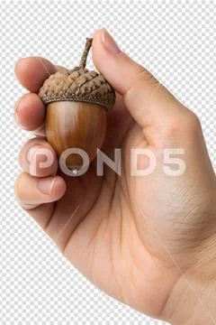 Hand holding detailed acorn isolated, autumn nature symbol PSD 템플릿