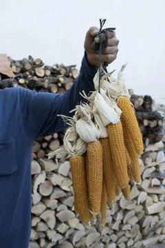 Hand Holding Dried Corn Bundle Stock Photos