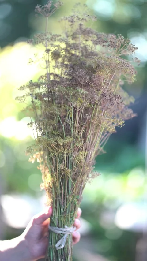 Hand holding a dried dill bunch with seed umbels against sunny blurred greenery. Stock Footage 341630785