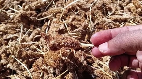 Hand Holding Dried Finger Millet Ear, Sun Drying Crop Stock Footage 340051481