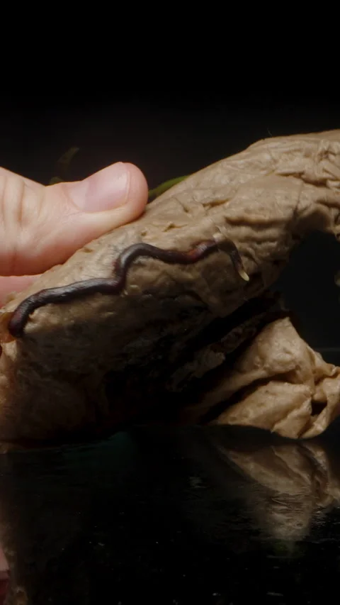 A hand holding the dried husk of a mango seed, with part of the sprouting plant Stock Footage 293636703