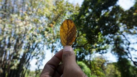 Hand holding dry leaf Stock Photos