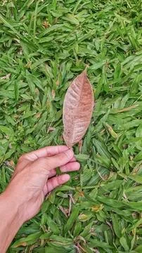 Hand holding a dry leaf from a tree. Focus on the leaf and in the backgroun.. Stock Photos