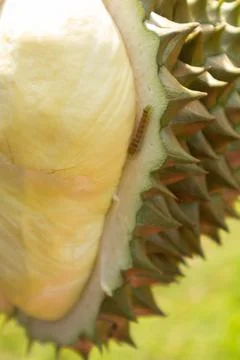 Hand holding durain with warm, problem Rotten durian causes warm Stock Photos