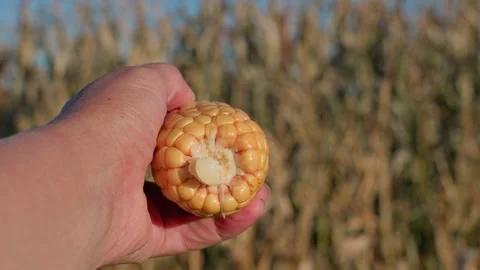 A hand holding an ear of yellow corn 스톡 동영상 332043247