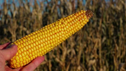 A hand holding an ear of yellow corn Video stock 332043258