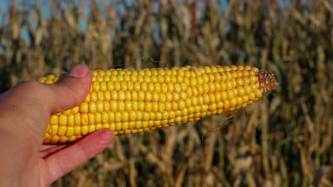 A hand holding an ear of yellow corn Video stock 332043293