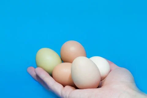 Hand holding eggs of different colors on a blue background Stock Photos