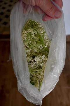 Hand holding elderflower in plastic bag Fotos de archivo