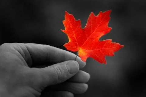 Hand Holding Fall Red Maple Leaf Foliage Autumn Stock Photos