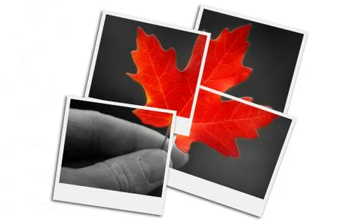Hand Holding Fall Red Maple Leaf Foliage Autumn Film Frames Photographs Stock Photos