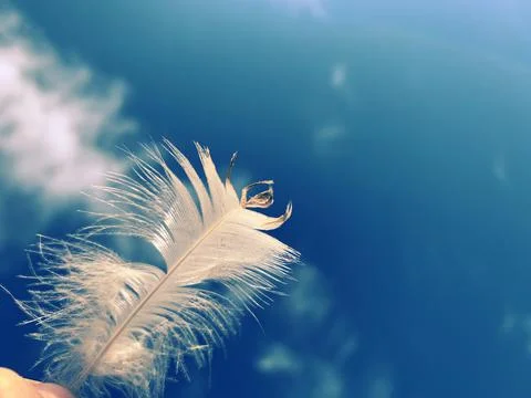Hand holding a feather Stock Photos