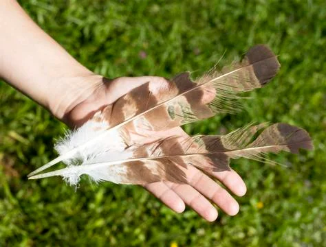 Hand holding feathers Stock-Fotos