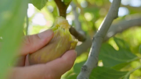 Hand holding a fig on a branch Video stock 315345917