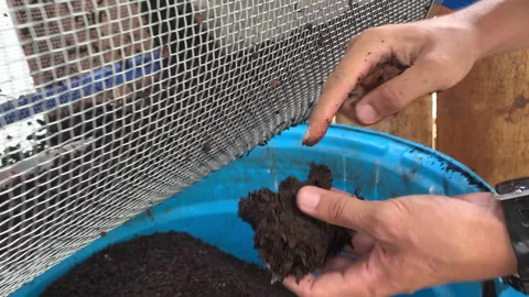 Hand holding filtered compost Stock Footage 263947785