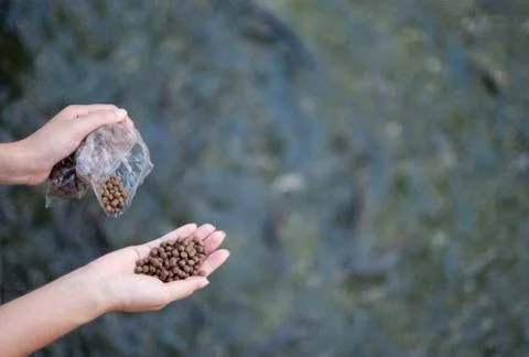 Hand holding fish feeding. Stock Photos