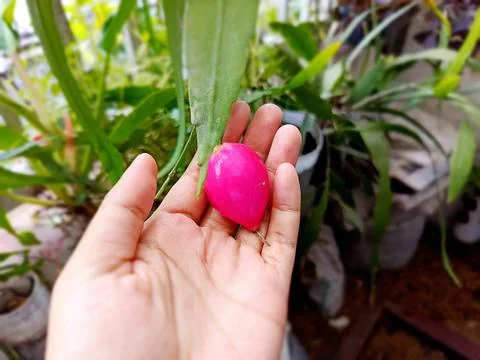 Hand Holding Fishbone Cactus Fruit In Garden With Green Leaves Stock Photos