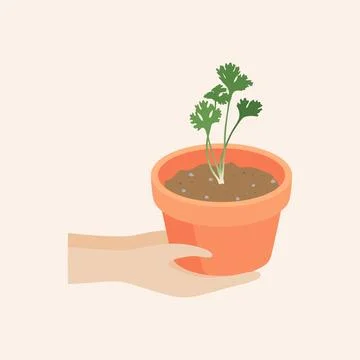 Hand holding a flowerpot With coriander vector Stock Illustration