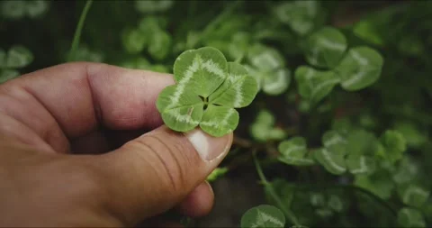 A Hand Holding a FourLeaf Clover in the Tranquil Beauty of the Natural Stock Footage 277596706