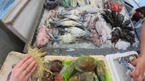 Hand holding a fresh conch shell at a Hurghada seafood market, with shrimp Stock Footage 332736589