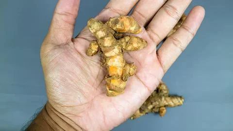 Hand holding fresh ginger root on gray background Stock Photos