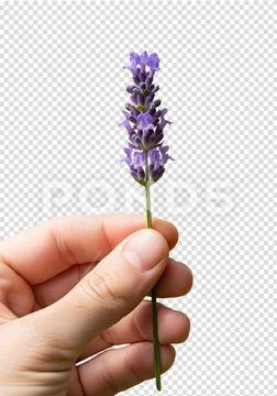 Hand holding fresh lavender flower, purple buds Template PSD