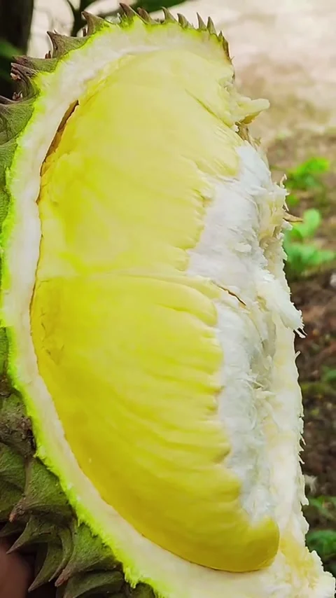 Hand Holding Fresh Open Durian Stock Footage 337729984