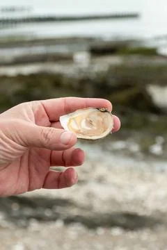Hand holding fresh opened premium flat oysters from Brittany, France with v.. Stock Photos