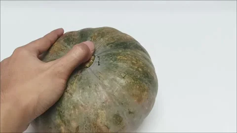Hand holding fresh raw pumpkin on white background Stock Footage 340118256